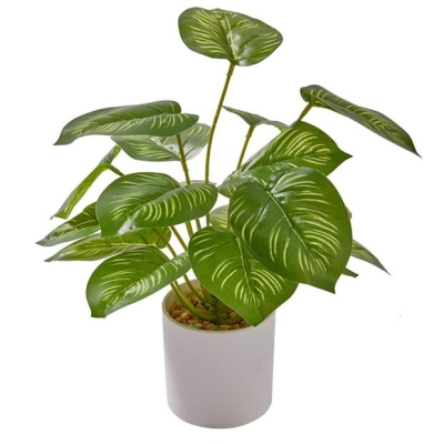 Grace Home Evergreen Plant44