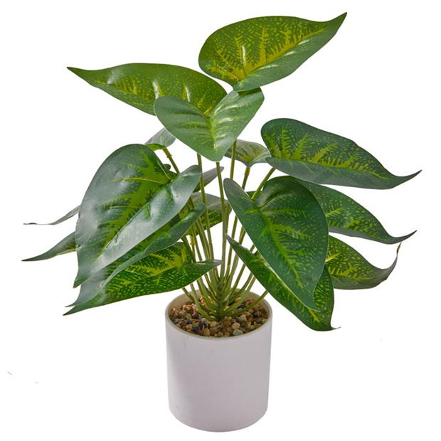 Grace Home Evergreen Plant44