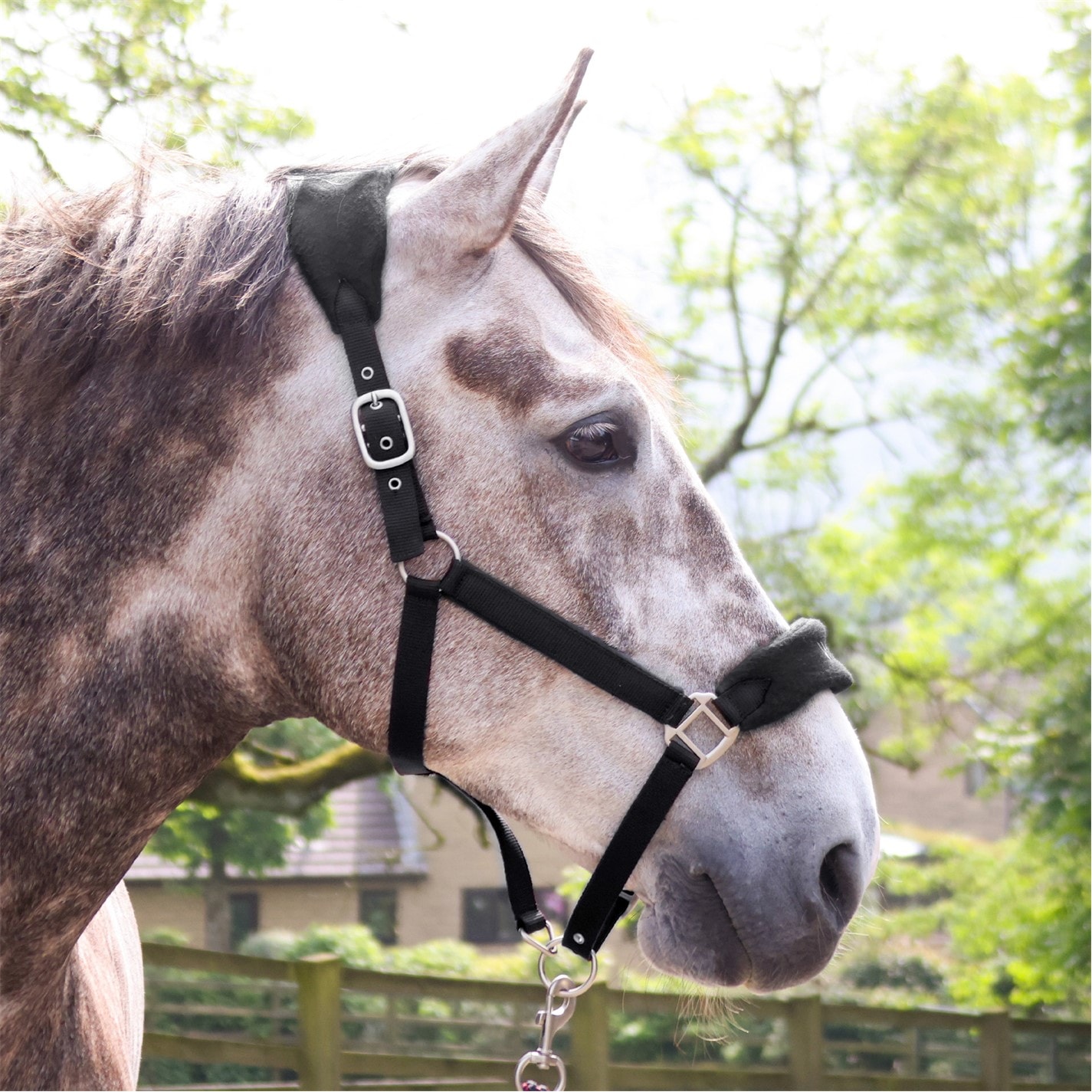 John Whitaker Whitaker Club Headcollar and Lead Rope Set